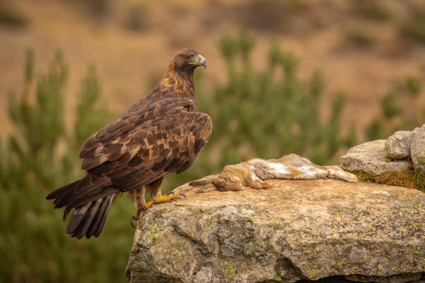 istock A Golden Eagle perched on a rock with a killed rabbit prey. 1179343402