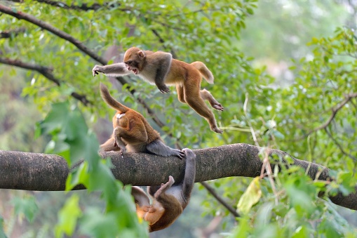 Two monkeys were playing on a tree trunk.\nThis is a wild macaque population,They live in the hills and  woods of Guilin,It already has more than 43 years.\nBecause people's care and love,The wild population is growing.