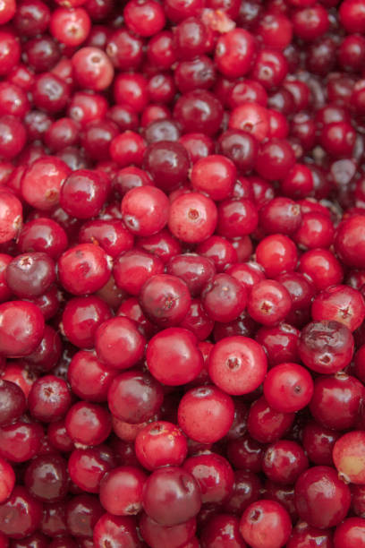 istock Ripe Red cranberries collected in the forest lies in the container 1179344649
