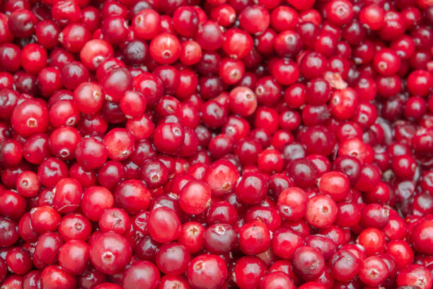 istock Ripe Red cranberries collected in the forest lies in the container 1179344679