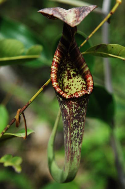 istock Nepenthes rafflesiana 1179345089