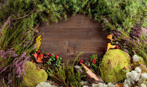 istock Old wooden background with different Northern plants and berries. 1179345789