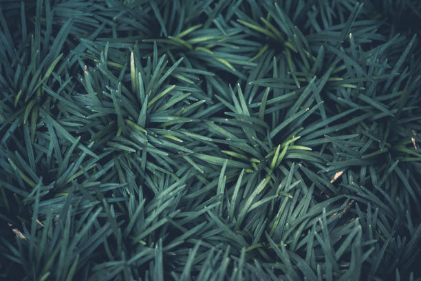 istock Greenery background of nature plant and leaf 1179346361