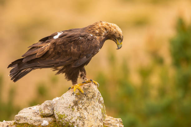 istock A Spanish Imperial Eagle perched on a rock in it's natural habitat 1179347394