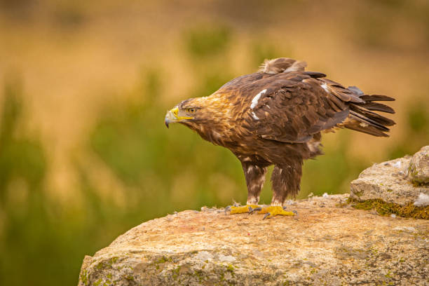 istock A Spanish Imperial Eagle perched on a rock in it's natural habitat 1179347397
