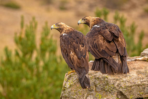 istock A pair of Spanish Imperial Eagles perched on a rock 1179347400