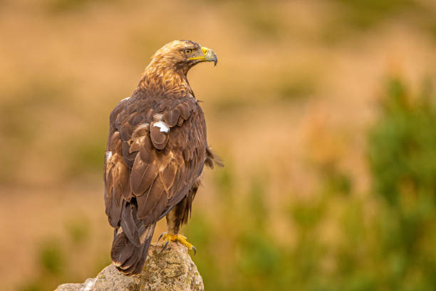 istock A Spanish Imperial Eagle perched on a rock in it's natural habitat 1179347413