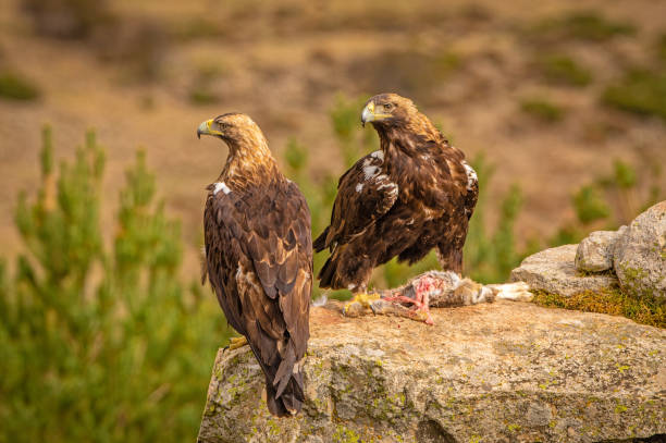 un par de águilas imperiales españolas encaramadas en una roca con un conejo muerto como presa - eagles fotografías e imágenes de stock