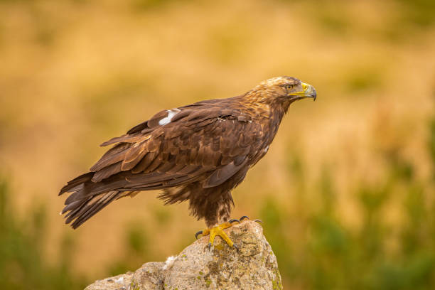 istock A Spanish Imperial Eagle perched on a rock in it's natural habitat 1179347441
