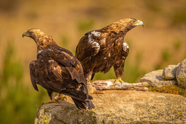 A pair of Spanish Imperial Eagles perched on a rock with a killed rabbit as prey A threatened species of eagle native to the Iberian Peninsula aquila heliaca stock pictures, royalty-free photos & images