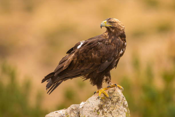 istock A Spanish Imperial Eagle perched on a rock in it's natural habitat 1179347478