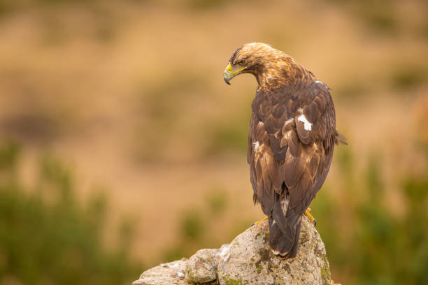 istock A Spanish Imperial Eagle perched on a rock in it's natural habitat 1179347482