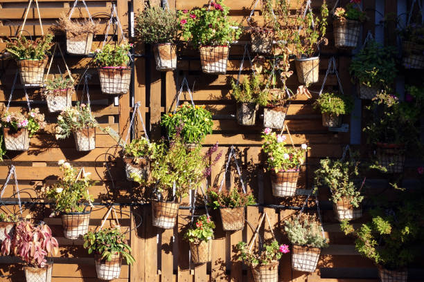istock Homegrown and aromatic herbs in old pots at a wall 1179347591