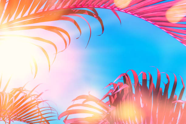 istock Copy space pink blue tropical palm leaves tree on sky with colorful bokeh sun light abstract background. 1179347780