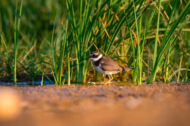 istock Cute little water bird. Water and sand background. Bird: Common Ringed Plover. Charadrius hiaticula. 1179348042