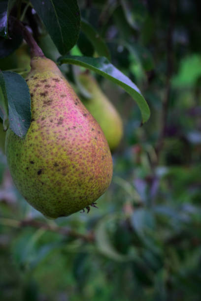 istock Close-up of a Pear growing on the tree branch 1179349045
