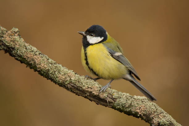 istock Small bird the great titmouse sitting on tree branch 1179350409