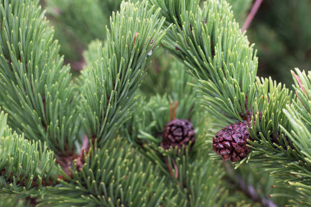istock Douglas fir (Pseudotsuga menziesii) branch with cones closeup. 1179355214