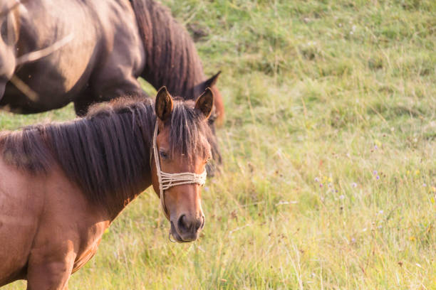 Beautiful wild horse stallion on summer flower meadow, equine eating grass