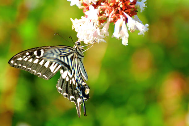 istock Butterfly/Swallowtail and Abelia x grandiflora Flowers 1179360106