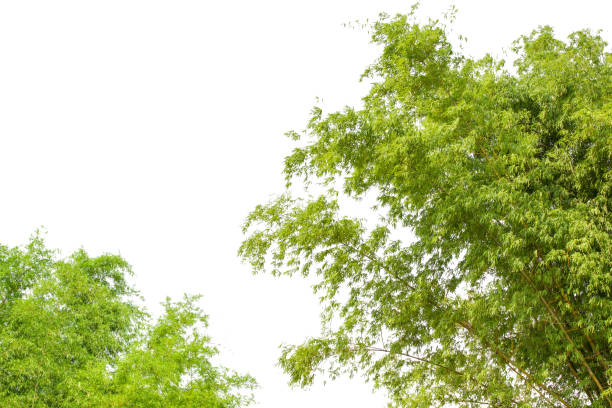 istock Bamboo leaves, Isolated on a white background. Images used for graphic work 1179360228