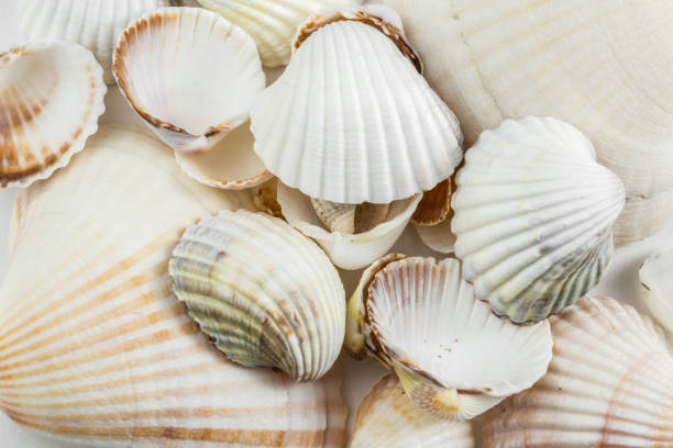 istock background of small shells beige shades on a white background. 1179360323