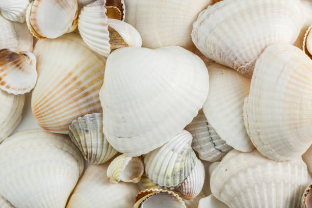 istock background of small shells beige shades on a white background. 1179360460