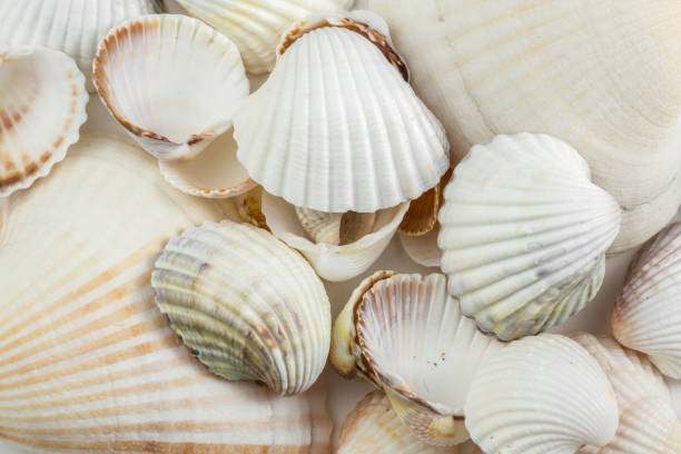 istock background of small shells beige shades on a white background. 1179360622