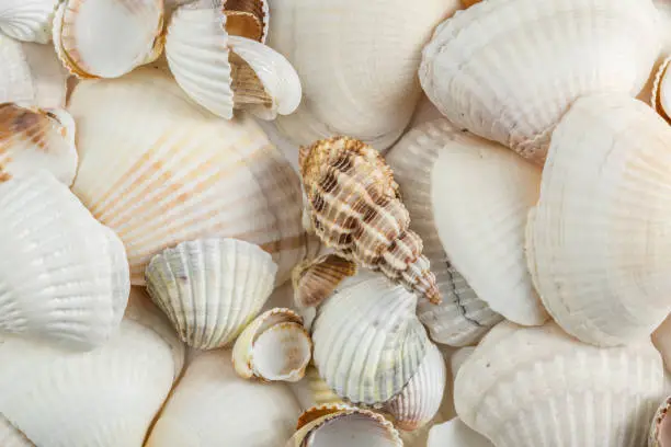 Photo of background of small shells beige shades on a white background.