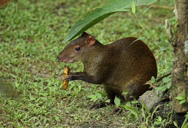 Central Amereican Agouti (Dasyprocta punctata) adult eating banana\