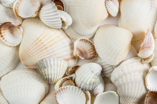 istock background of small shells beige shades on a white background. 1179360962