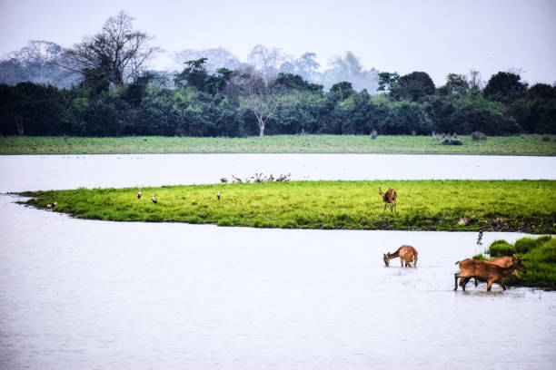 istock Kaziranga National Park 1179361637