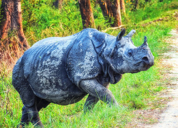 istock One horned rhinoceros 1179361709