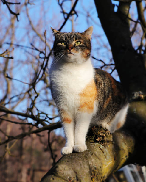 고양이의 저명한 여왕은 사과 나무에 앉아 그녀의 demesne을 보고있다. 마법의 녹색 눈을 가진 사랑스럽고 높은 마음 새끼 고양이. 펠리스 카투스 국내는 다른 영토를 점령 할 준비가되어 있습니� - high minded 뉴스 사진 이미지