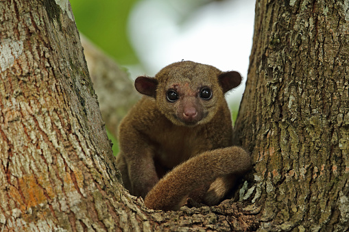 Kinkajou (Potos flavus) adult sitting in crook of tree, wounds to face from fighting\