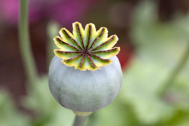 Papaver somniferum