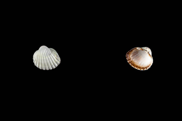 istock small shells of different shapes beige shades on a black isolated background. 1179363019