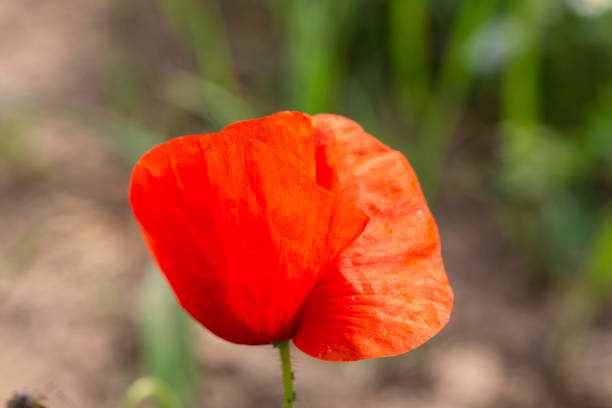 poppy flower