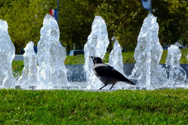 Hooded crow in urban environment in deep green grass by water fountain and green trees. Also known as Scotch crow or hoodie. Corvus cornix. Corvus corone family. Eurasian Crow. Abstract perspective