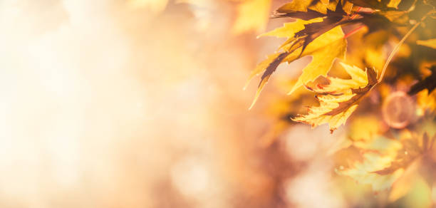 istock Autumn leaves abstract panoramic banner soft focus background 1179363390