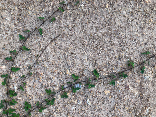 istock Green ivy on Dirt road background 1179364727
