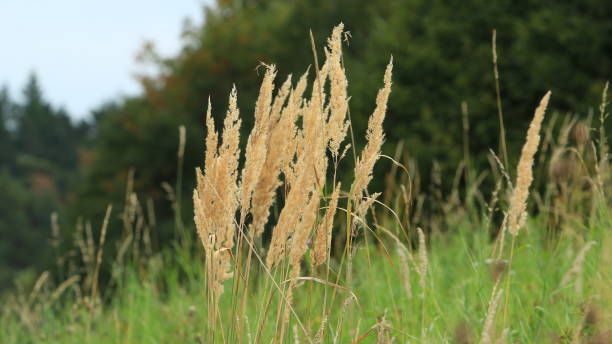 istock Dry grass on autumn meadow field 1179364807