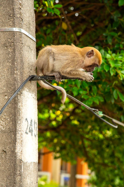 istock Monkeys sitting beside a lonely and sad electric pole 1179366354