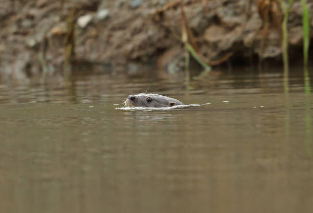 Neotropical Otter Neotropical Otter (Lontra longicaudis) adult swimming in Chucunaque River"n"nDarien, Panama        April 2015 lontra longicaudis stock pictures, royalty-free photos & images