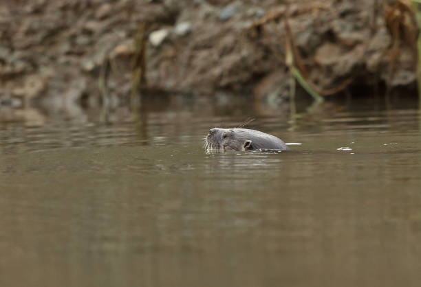 Neotropical Otter Neotropical Otter (Lontra longicaudis) adult swimming in Chucunaque River"n"nDarien, Panama        April 2015 lontra longicaudis stock pictures, royalty-free photos & images