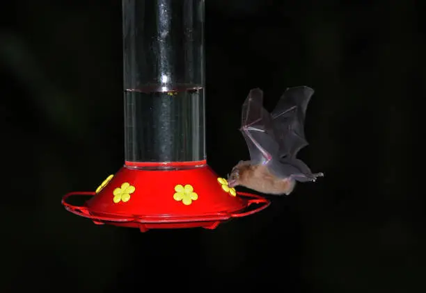 Photo of Orange Nectar Bat