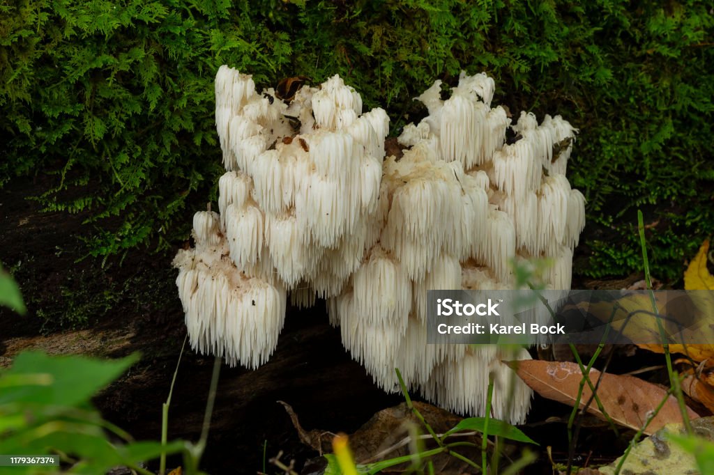 lion's mane  (Hericium erinaceus )sponge with medicinal effects lion's mane  (Hericium erinaceus )also called  monkey head mushroom, bearded tooth mushroom, satyr's beard, bearded hedgehog mushroom, pom pom mushroom, or bearded tooth fungus Mushroom Stock Photo