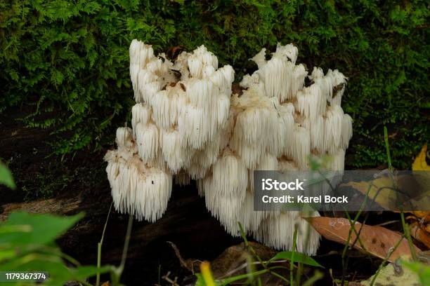 Lions Mane Sponge With Medicinal Effects Stock Photo - Download Image Now