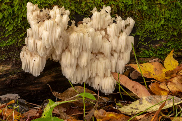 löwenmähne (hericium erinaceus )schwamm mit medizinischen wirkungen - mykologie stock-fotos und bilder