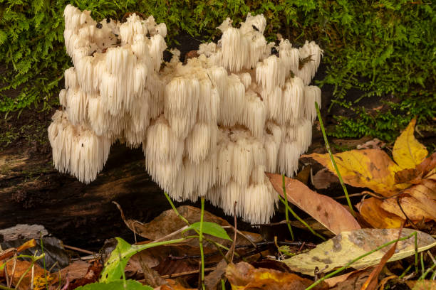 lion's mane  (Hericium erinaceus )sponge with medicinal effects lion's mane  (Hericium erinaceus )also called  monkey head mushroom, bearded tooth mushroom, satyr's beard, bearded hedgehog mushroom, pom pom mushroom, or bearded tooth fungus mycology photos stock pictures, royalty-free photos & images